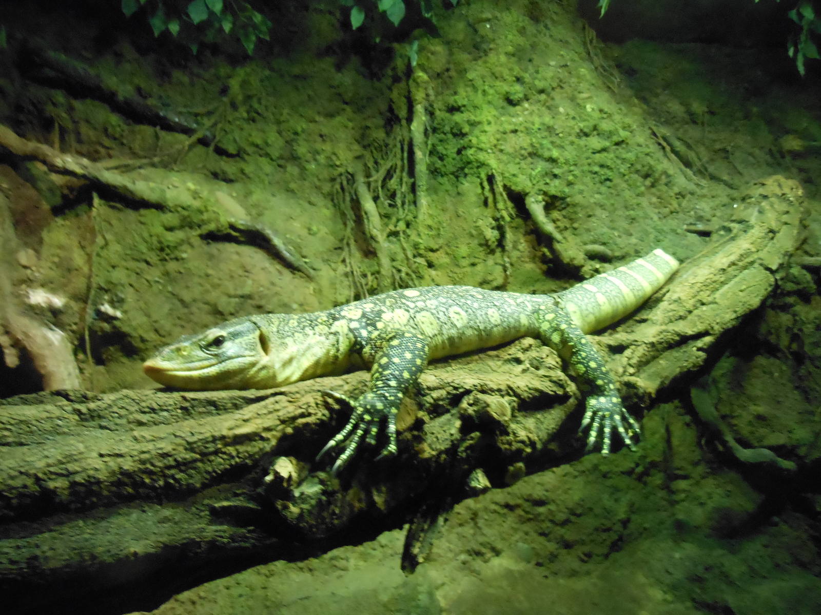 Bronx Zoo- Congo Gorilla Forest- Ornate Nile Monitor