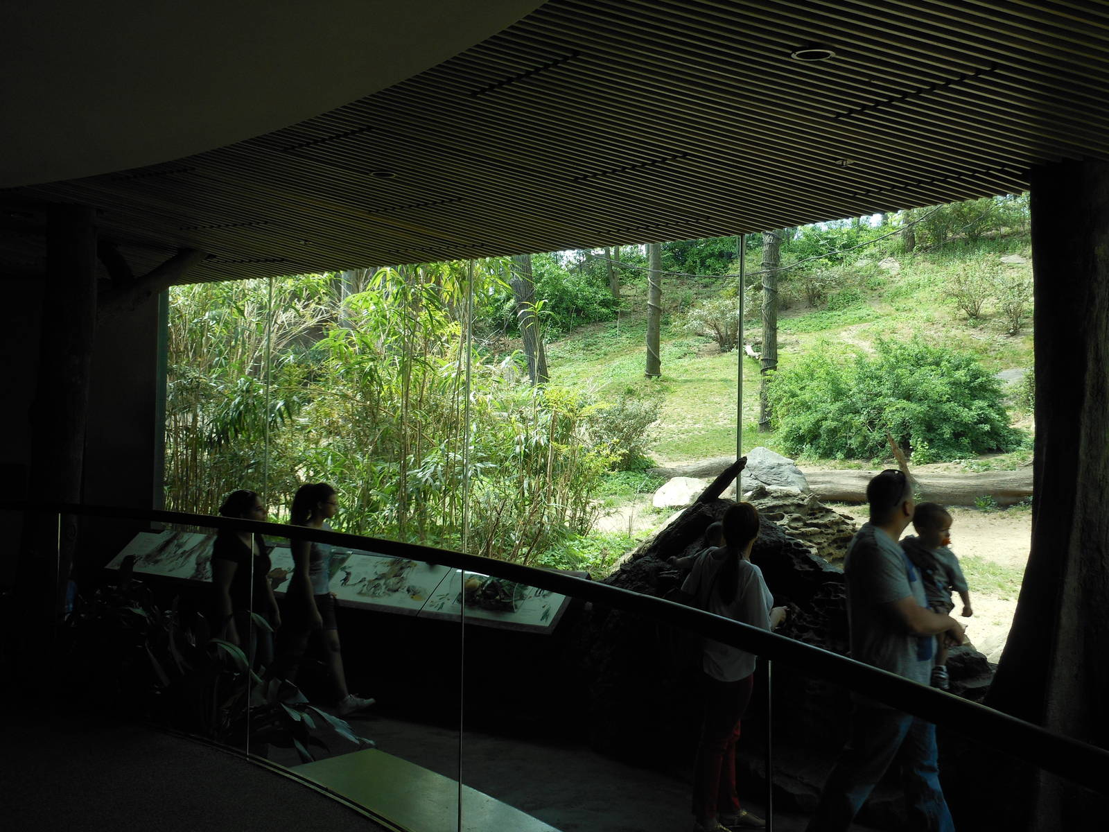Bronx Zoo- Congo Gorilla Forest- Part 1 of Gorilla Viewing Gallery
