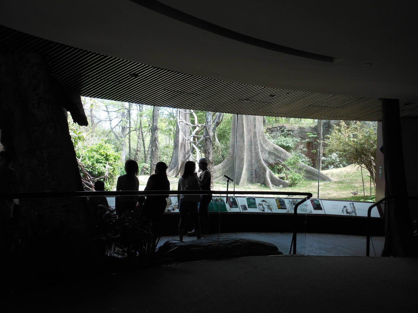Bronx Zoo- Congo Gorilla Forest- Part 3 of Gorilla Viewing Gallery
