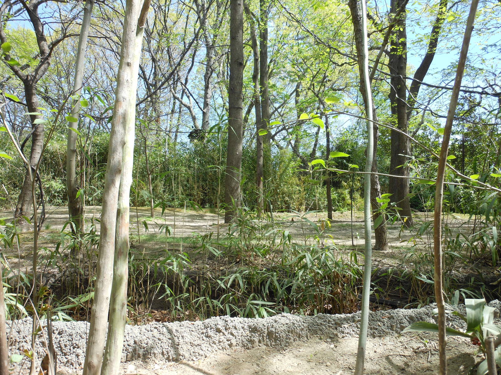 Bronx Zoo- Congo Gorilla Forest- Part of Okapi Exhibit