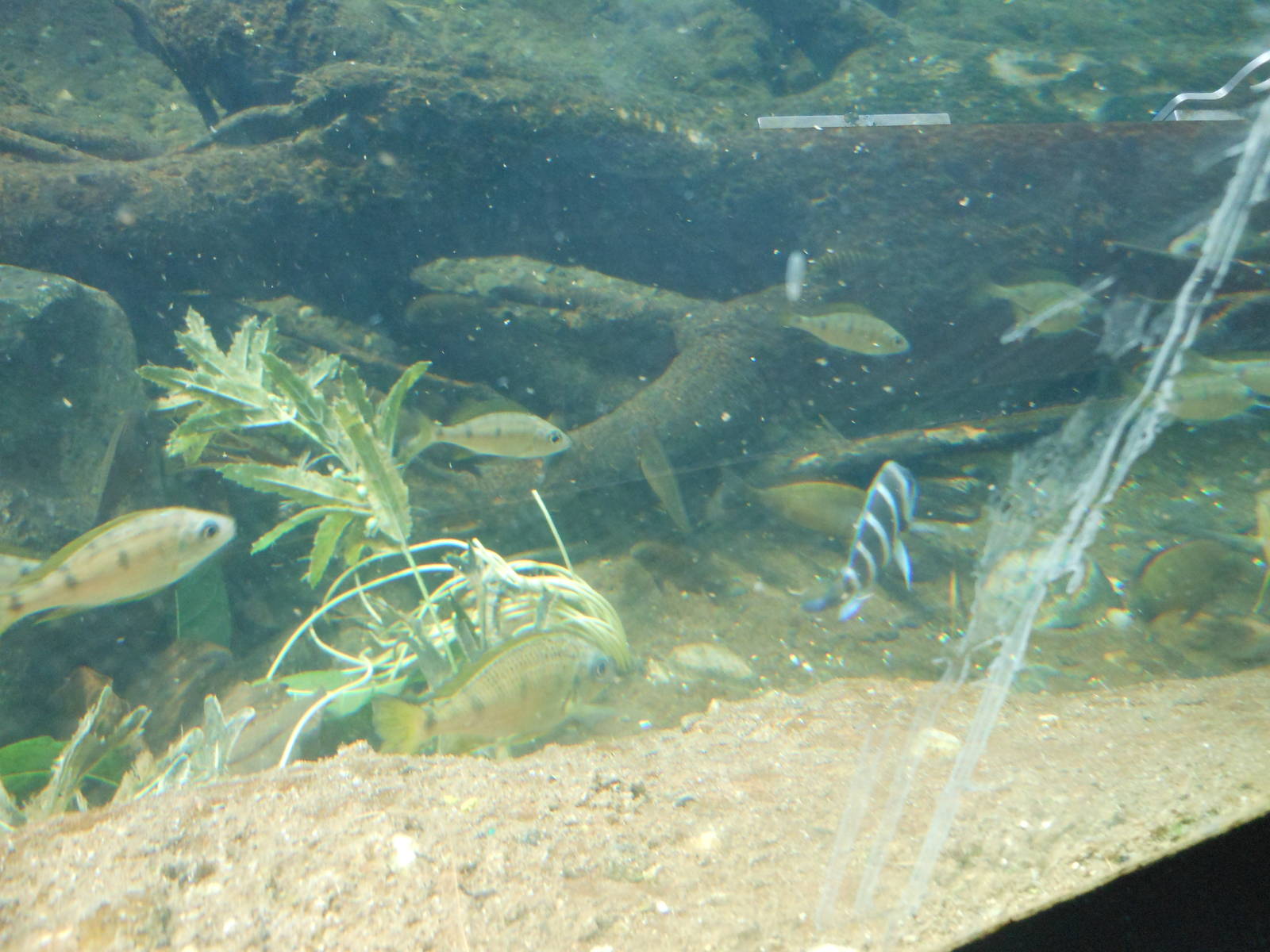 Bronx Zoo- Congo Gorilla Forest- Various Fish Species in Goose Exhibit