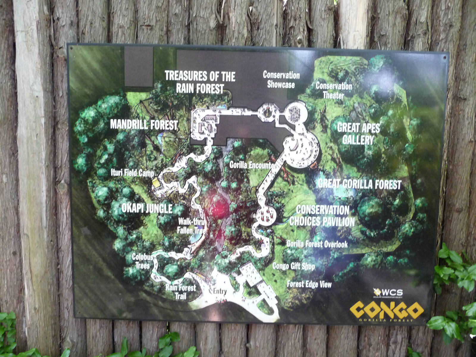 Bronx Zoo - Congo Gorilla Forest