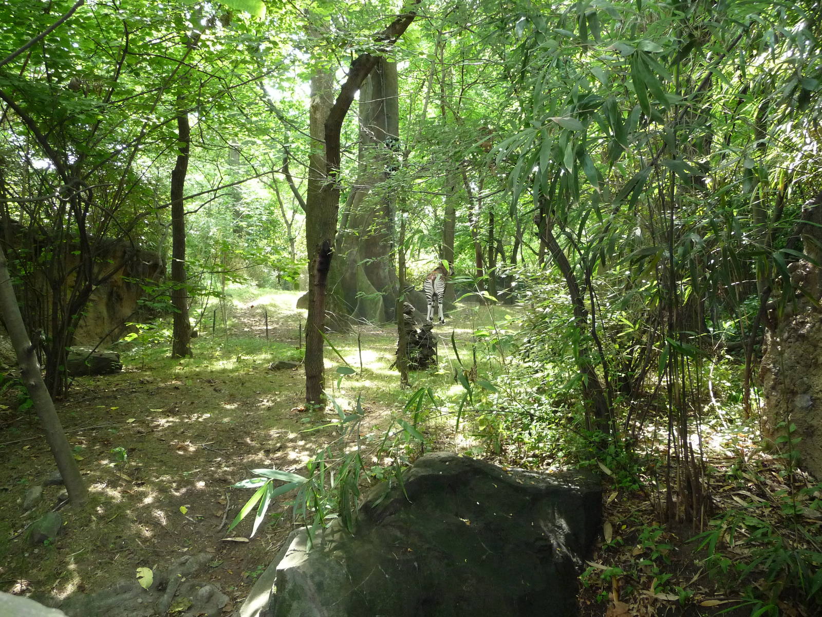 Bronx Zoo - Congo Gorilla Forest