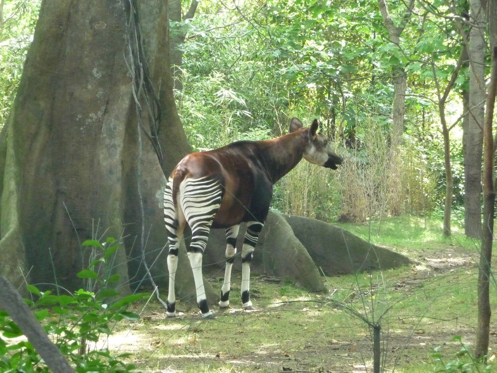 Bronx Zoo - Congo Gorilla Forest