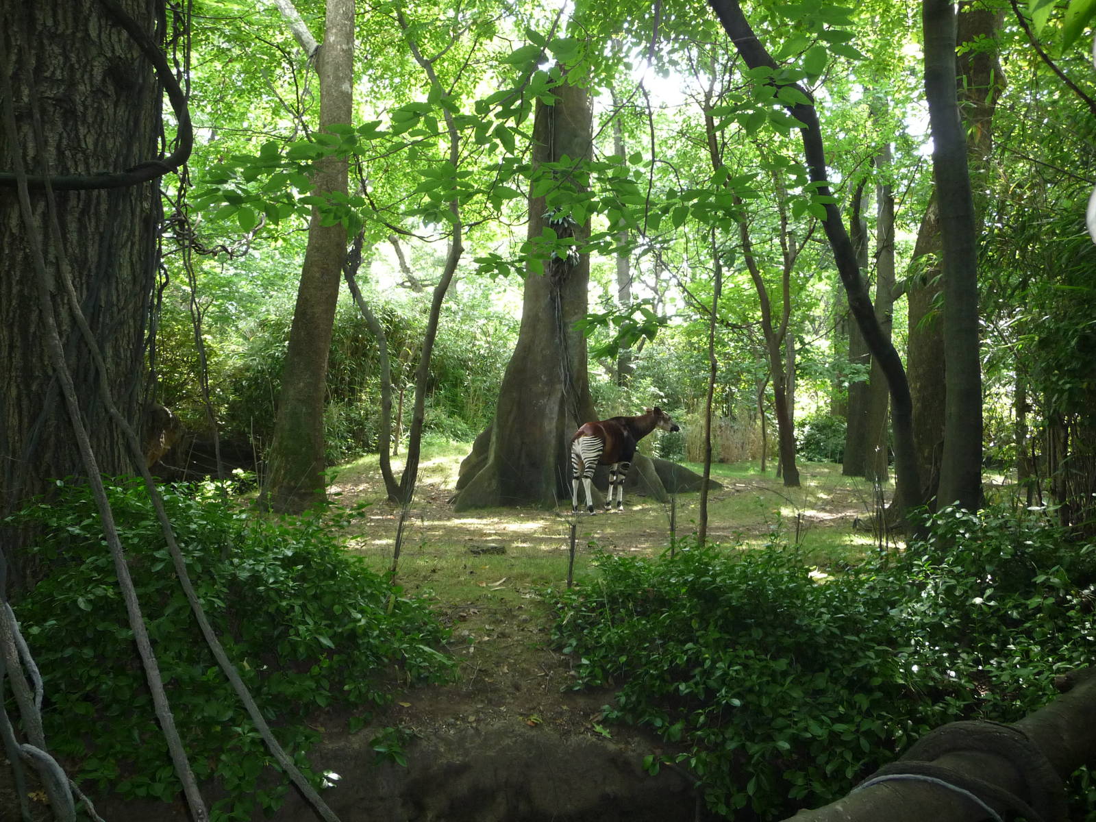 Bronx Zoo - Congo Gorilla Forest