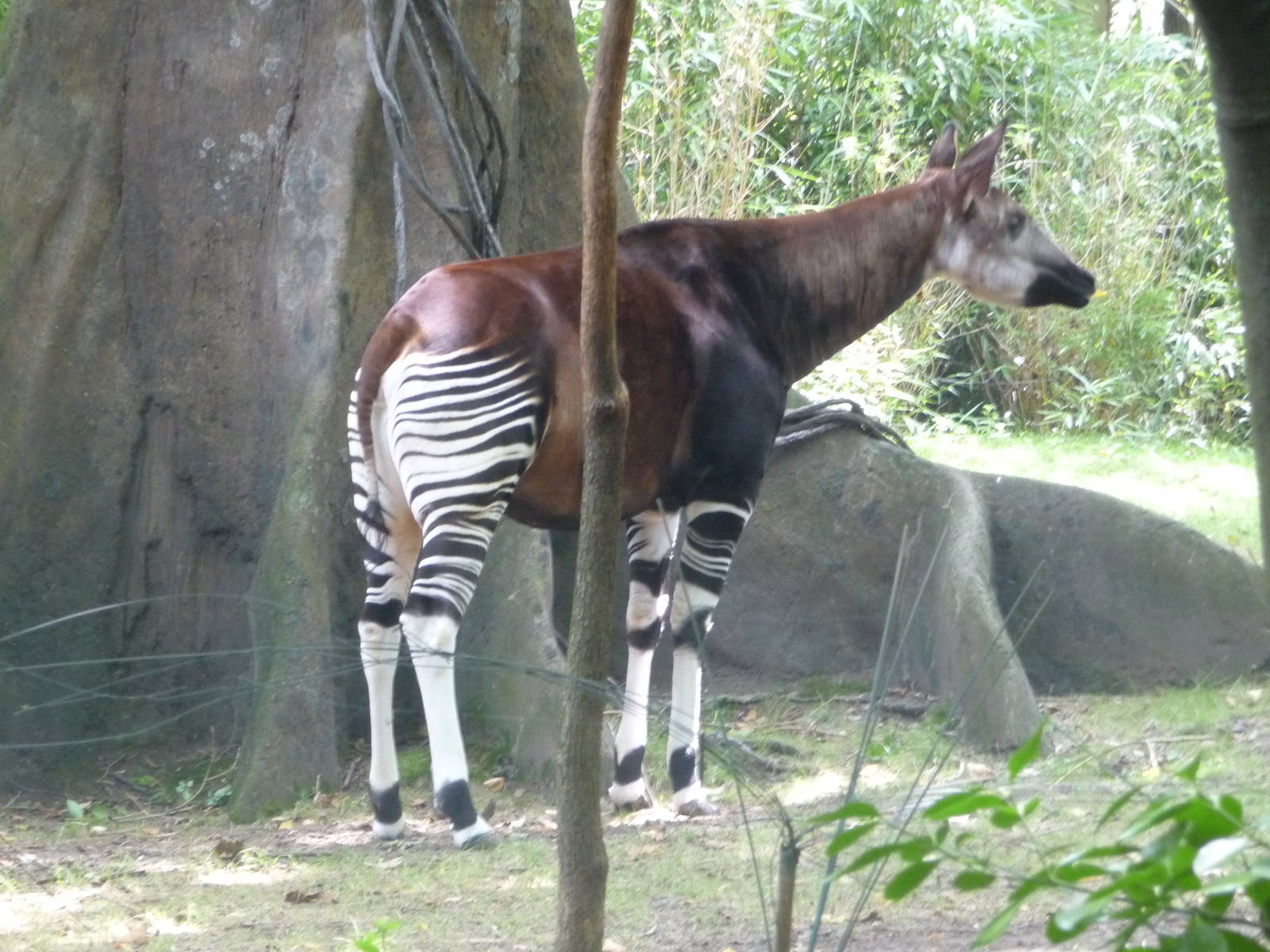 Bronx Zoo - Congo Gorilla Forest