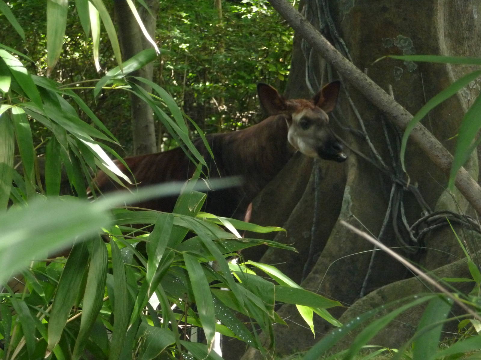 Bronx Zoo - Congo Gorilla Forest