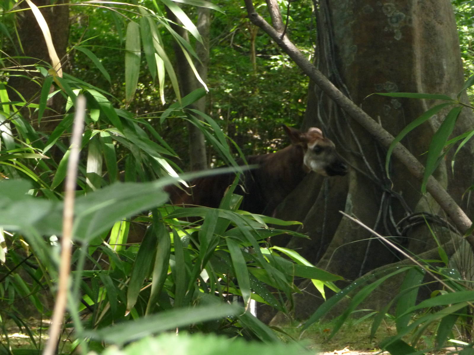 Bronx Zoo - Congo Gorilla Forest