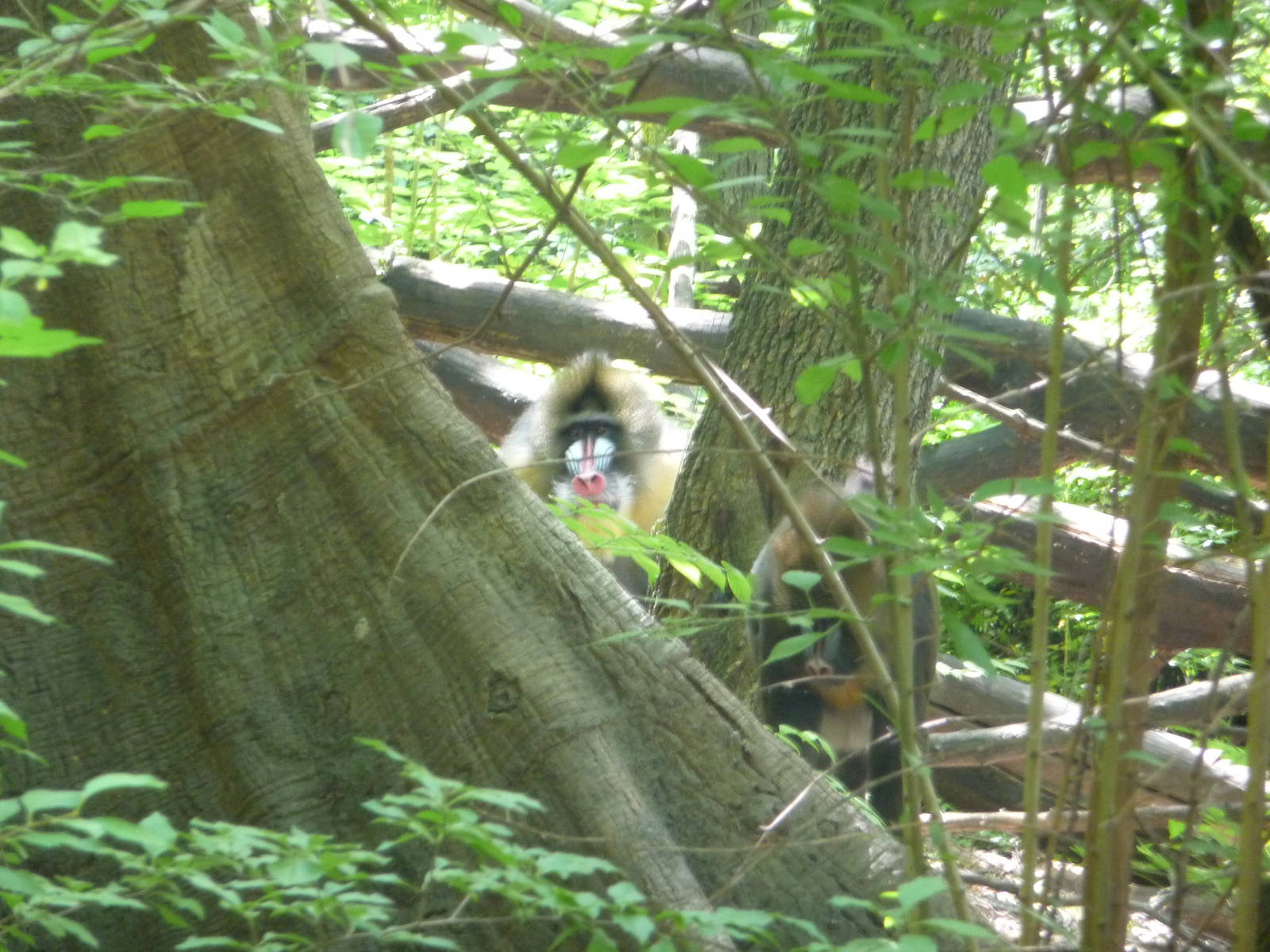 Bronx Zoo - Congo Gorilla Forest