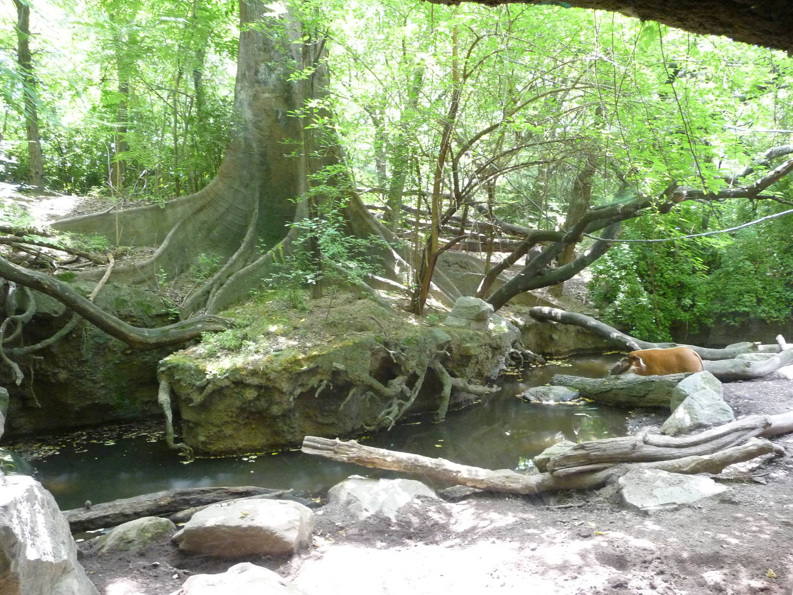 Bronx Zoo - Congo Gorilla Forest