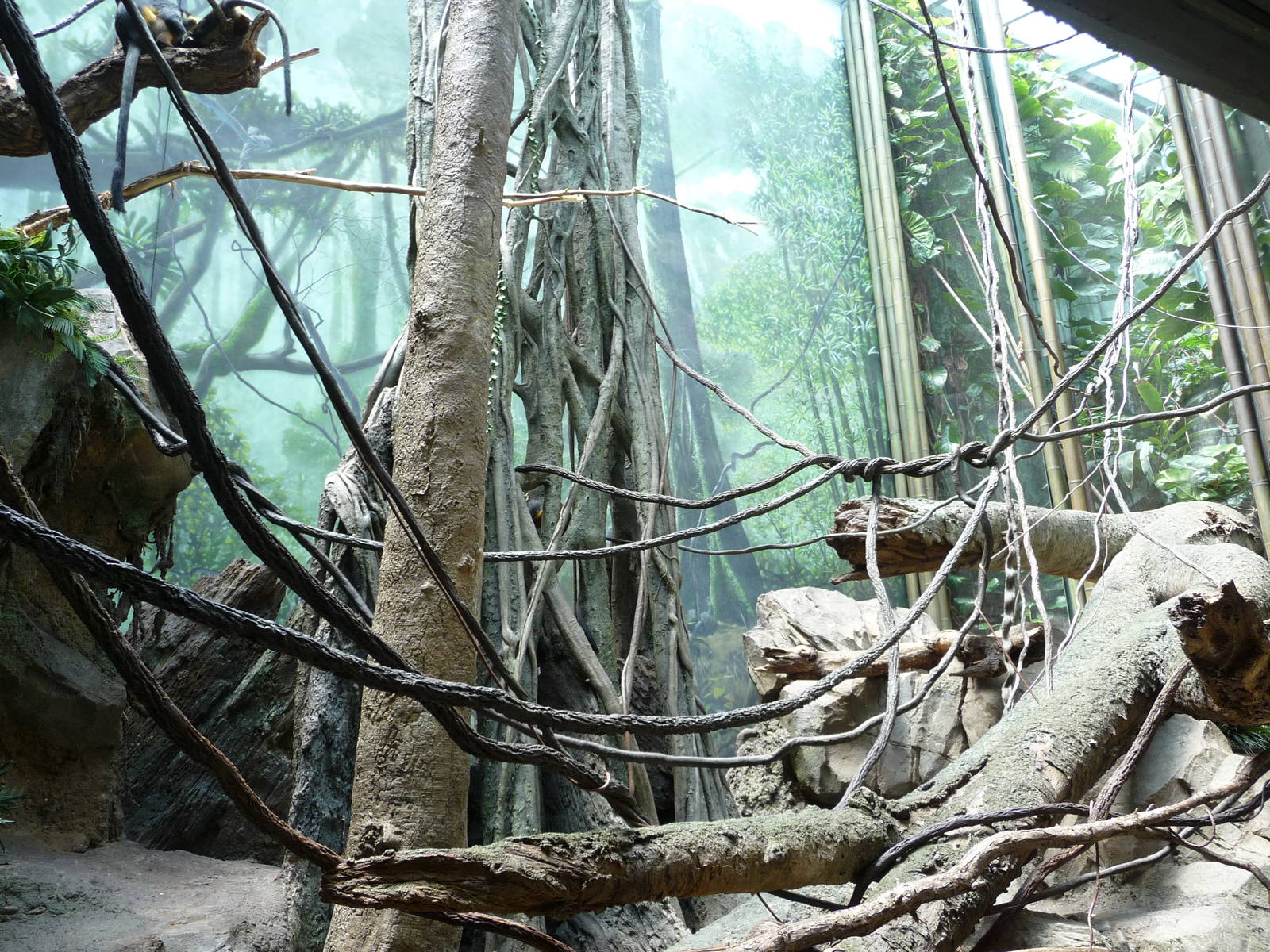 Bronx Zoo - Congo Gorilla Forest