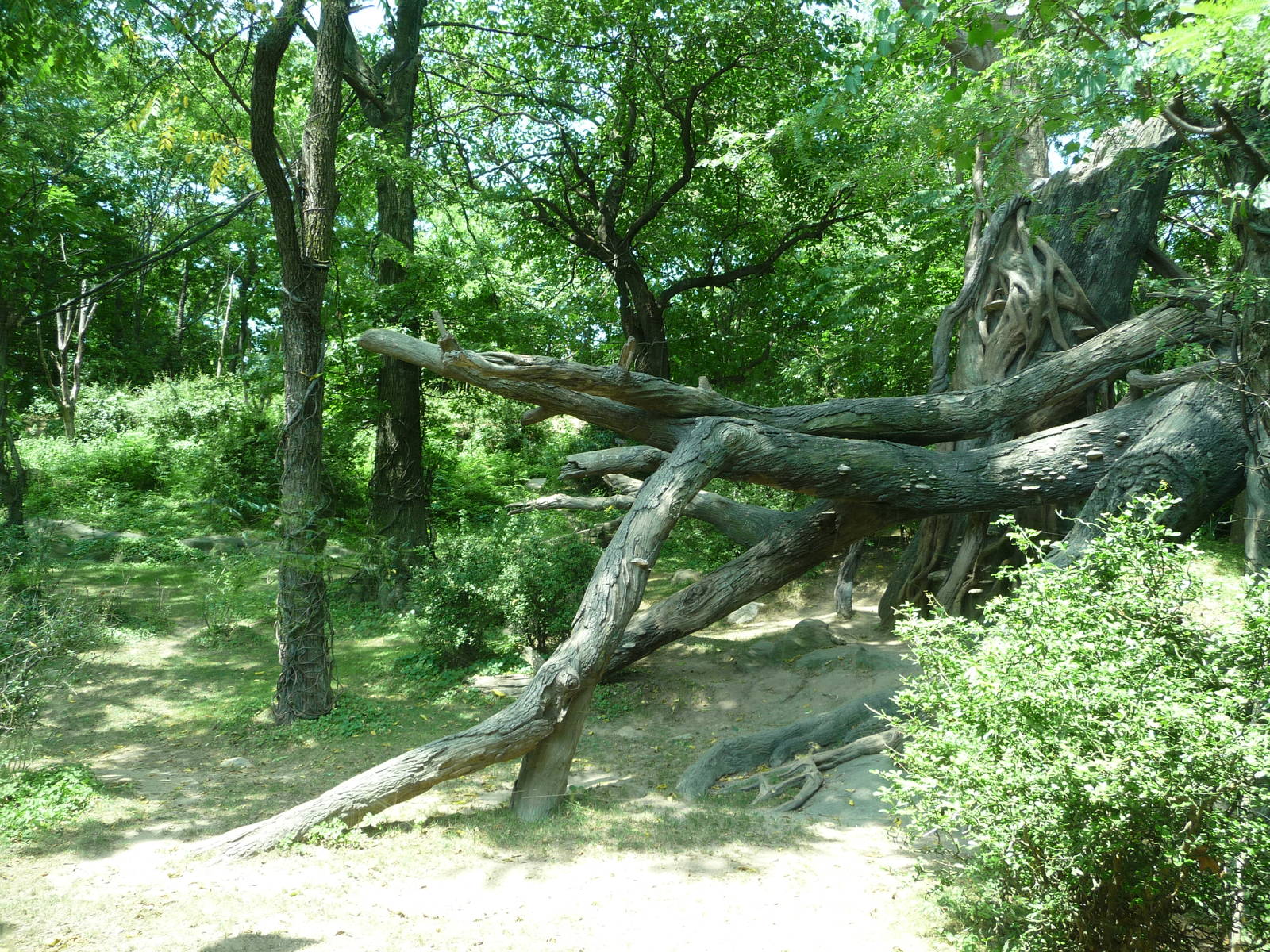 Bronx Zoo - Congo Gorilla Forest
