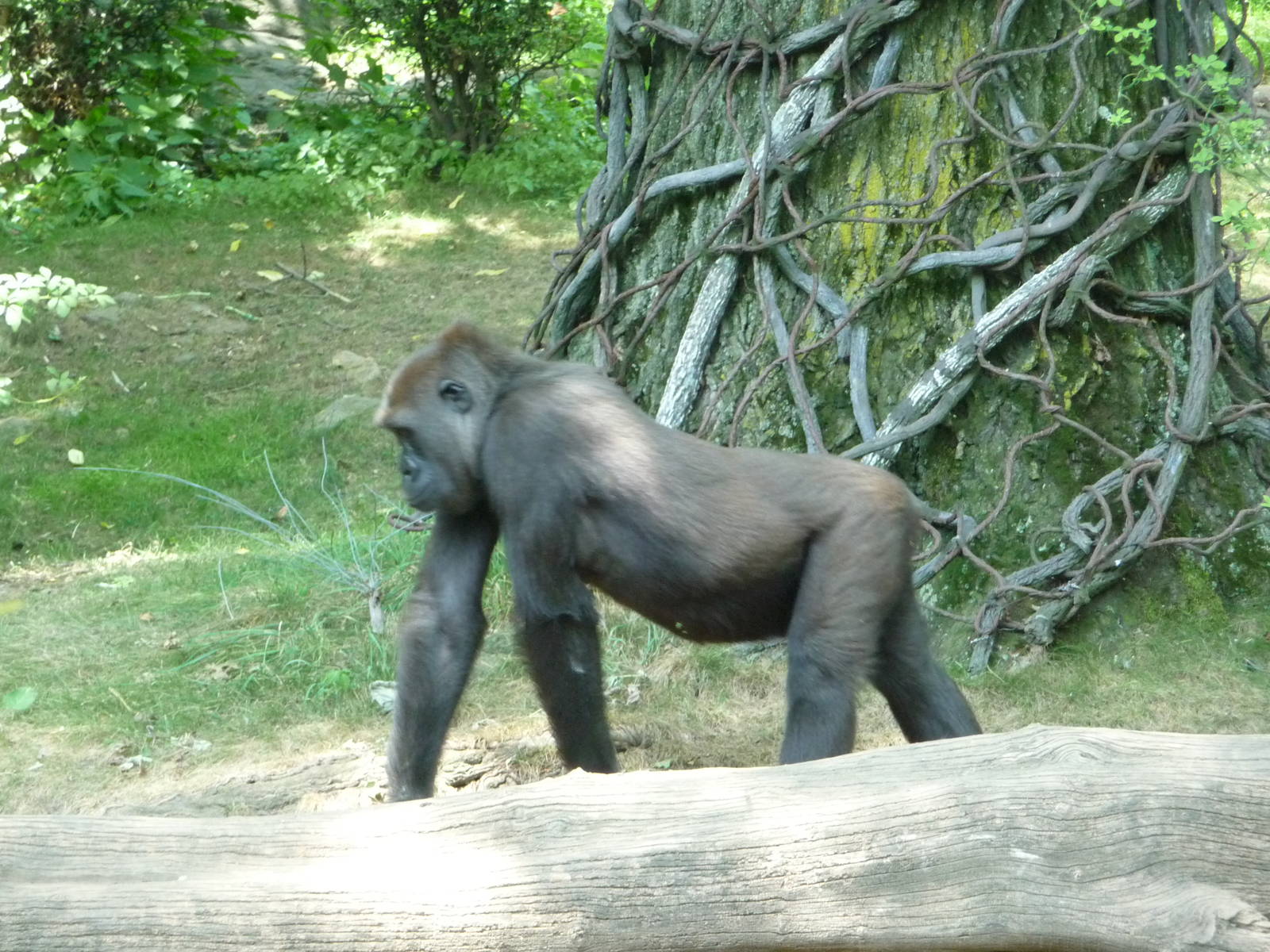 Bronx Zoo - Congo Gorilla Forest