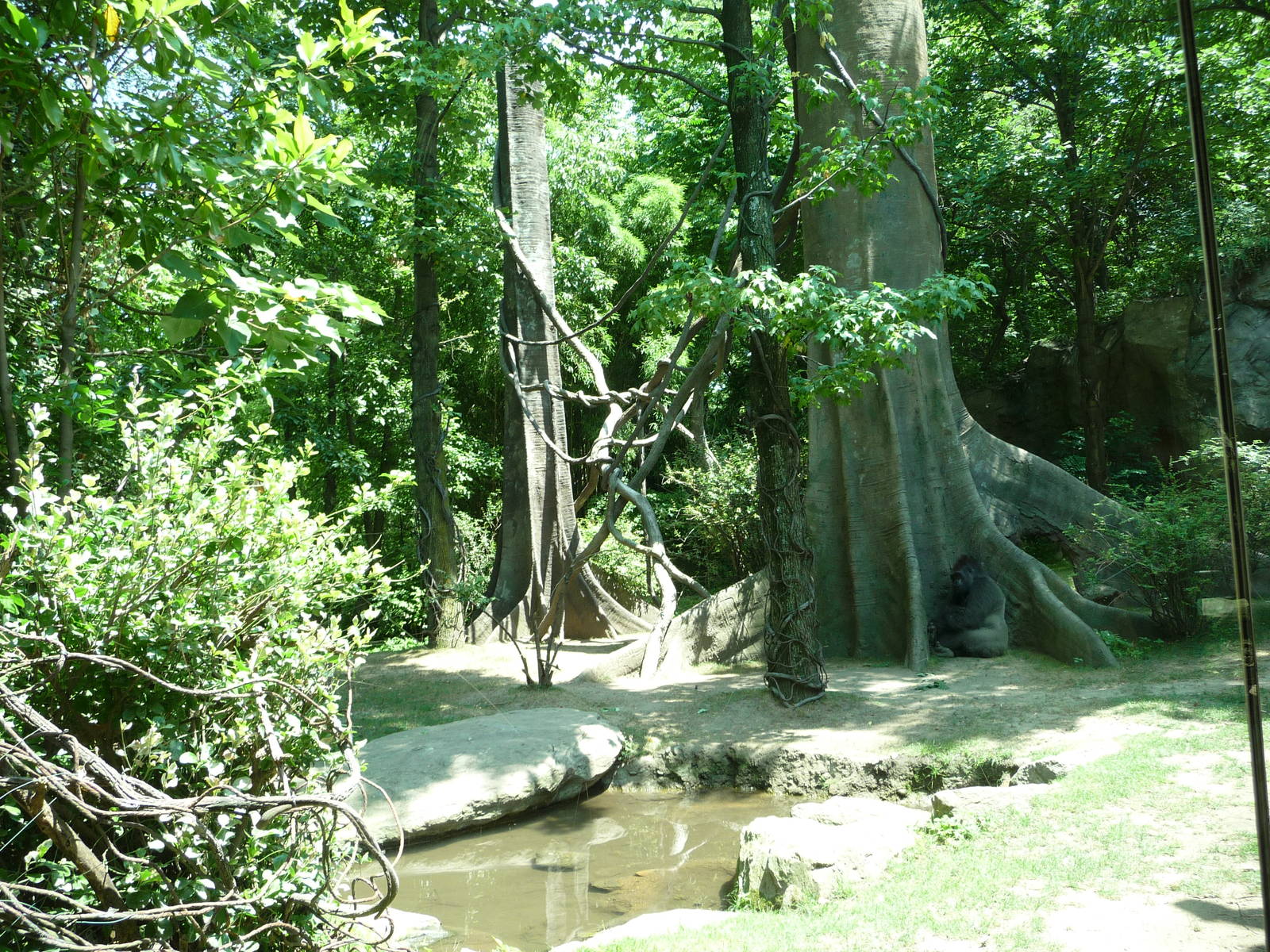 Bronx Zoo - Congo Gorilla Forest