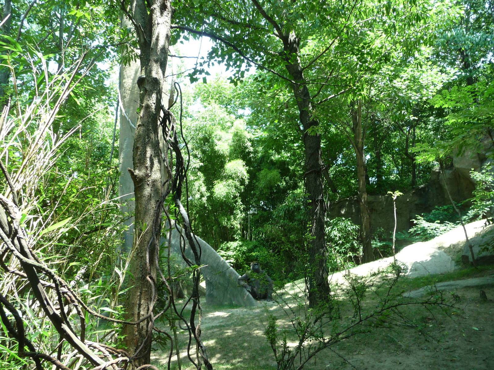 Bronx Zoo - Congo Gorilla Forest