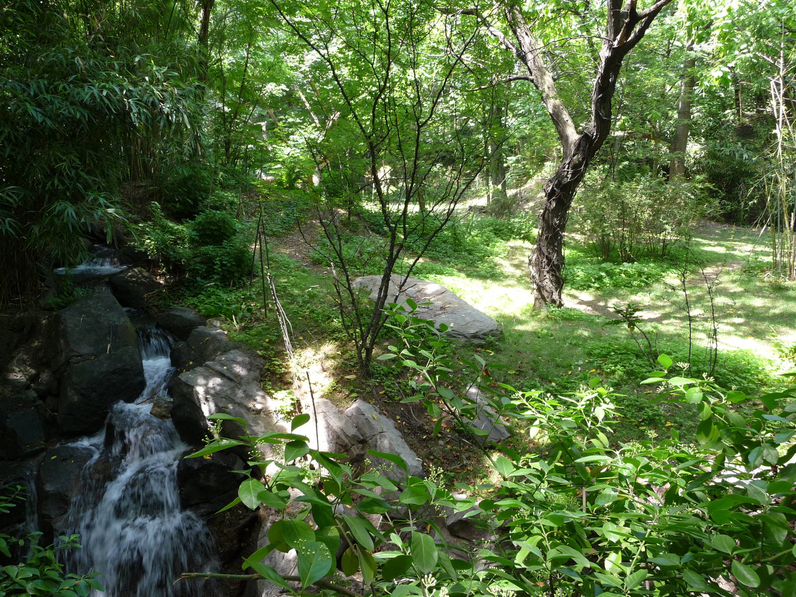 Bronx Zoo - Congo Gorilla Forest