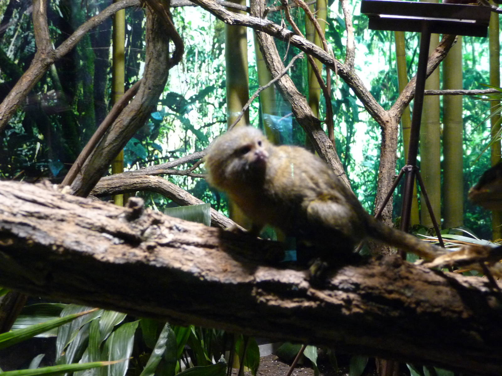 Bronx Zoo - Congo Gorilla Forest