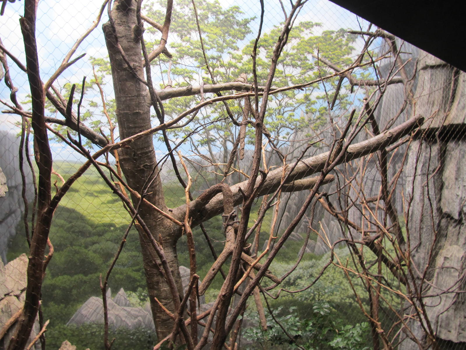 Bronx Zoo- Corquels Sifaka Exhibit