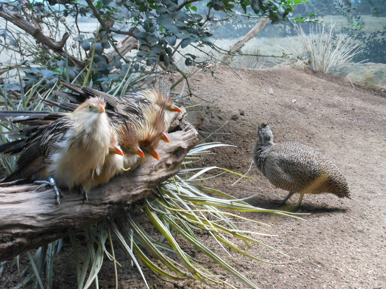 Bronx Zoo- Cuckoo Exhibit @ World of Birds