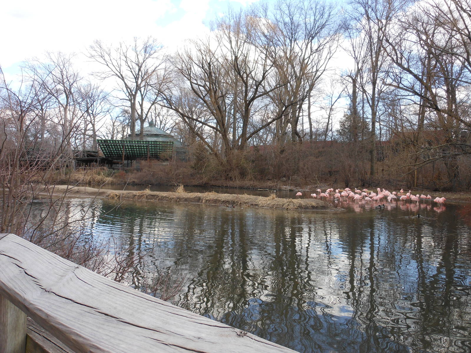 Bronx Zoo- Dancing Crane Cafe- Chilean Flamingo Exhibit