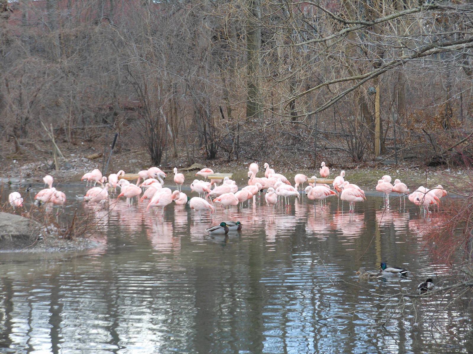 Bronx Zoo- Dancing Crane Cafe- Chilean Flamingo Flock and Mallards