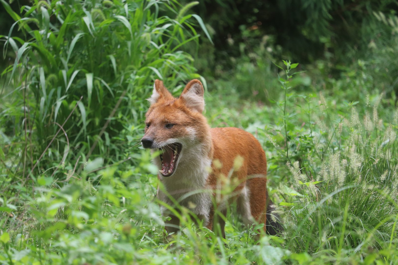 Bronx Zoo - Dhole