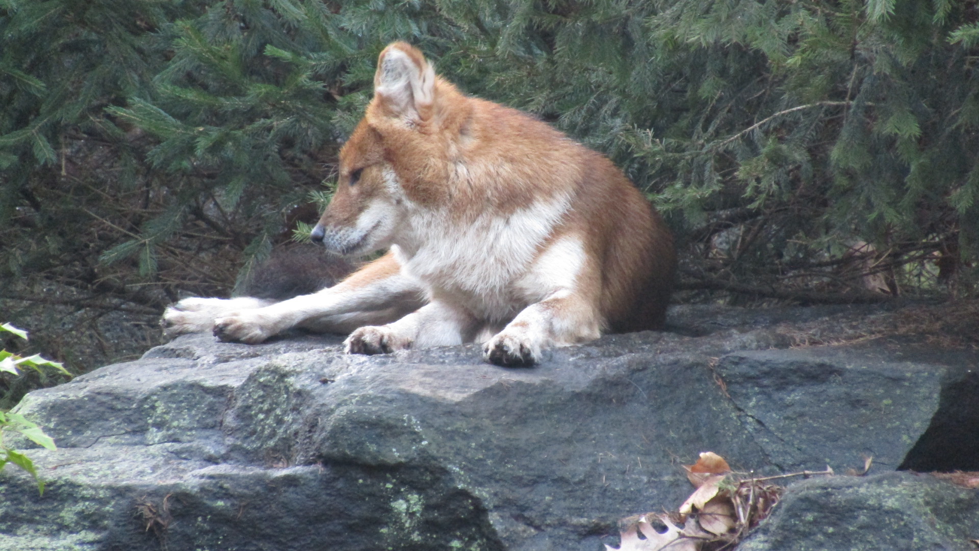 Bronx Zoo Dhole