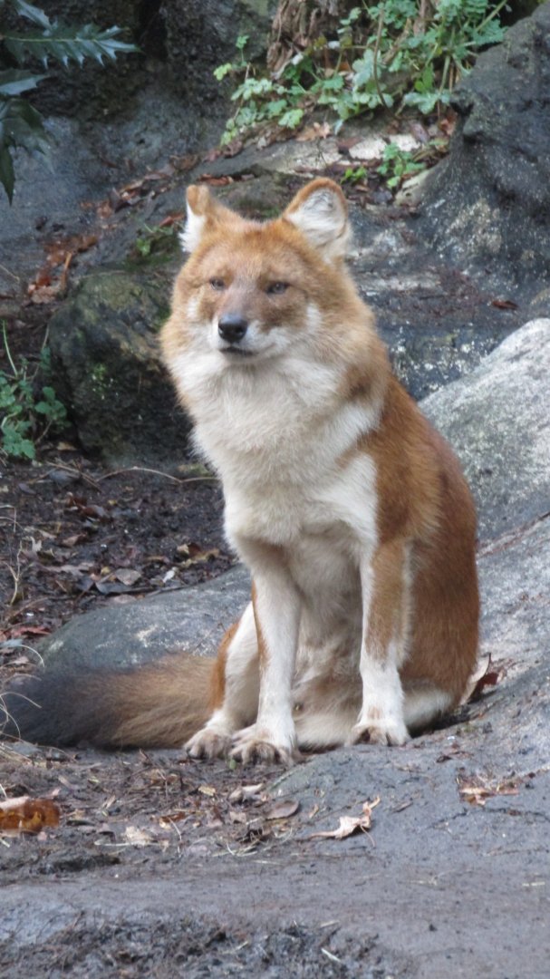 Bronx Zoo Dhole