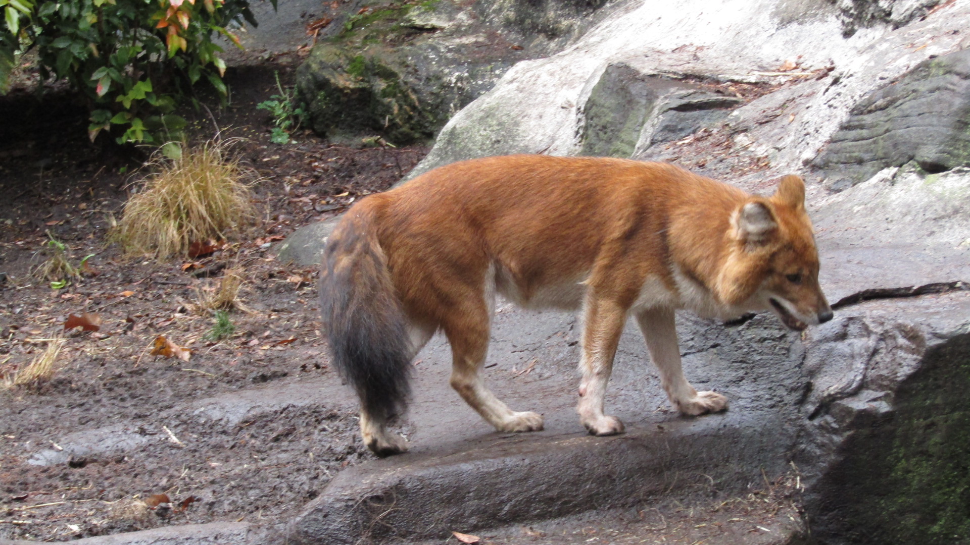 Bronx Zoo Dhole