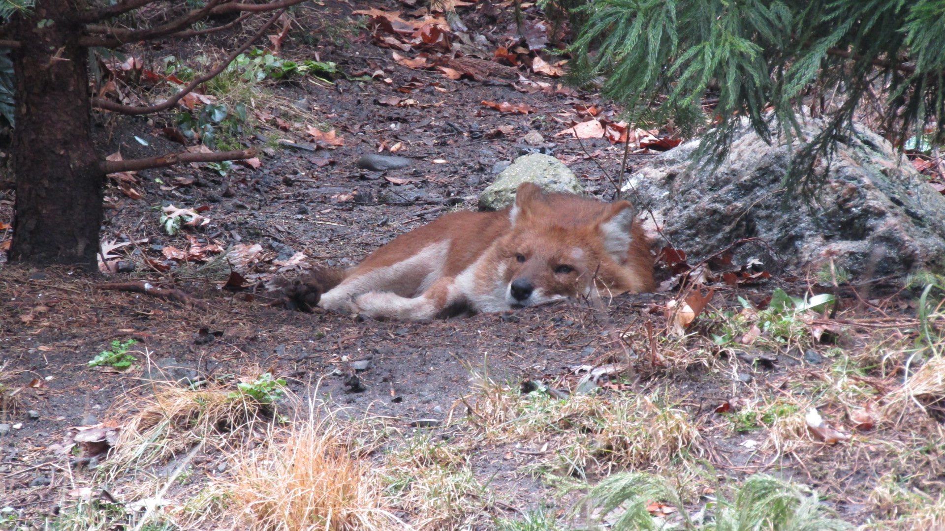 Bronx Zoo Dhole