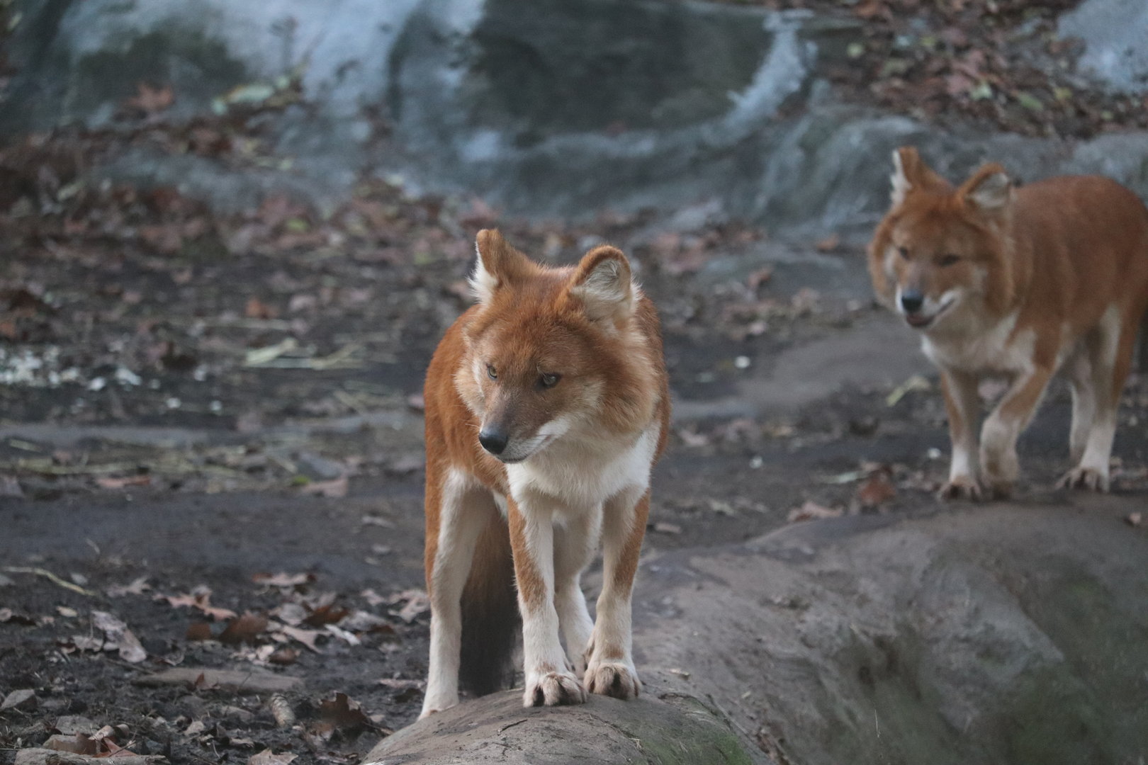 Bronx Zoo - Dhole