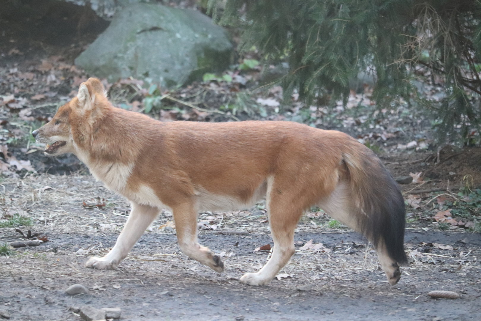 Bronx Zoo - Dhole
