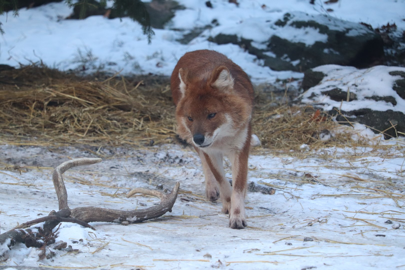 Bronx Zoo - Dhole