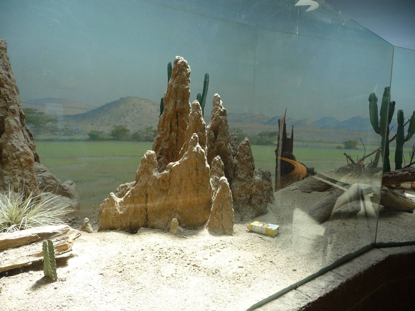 Bronx Zoo - Dwarf mongoose exhibit