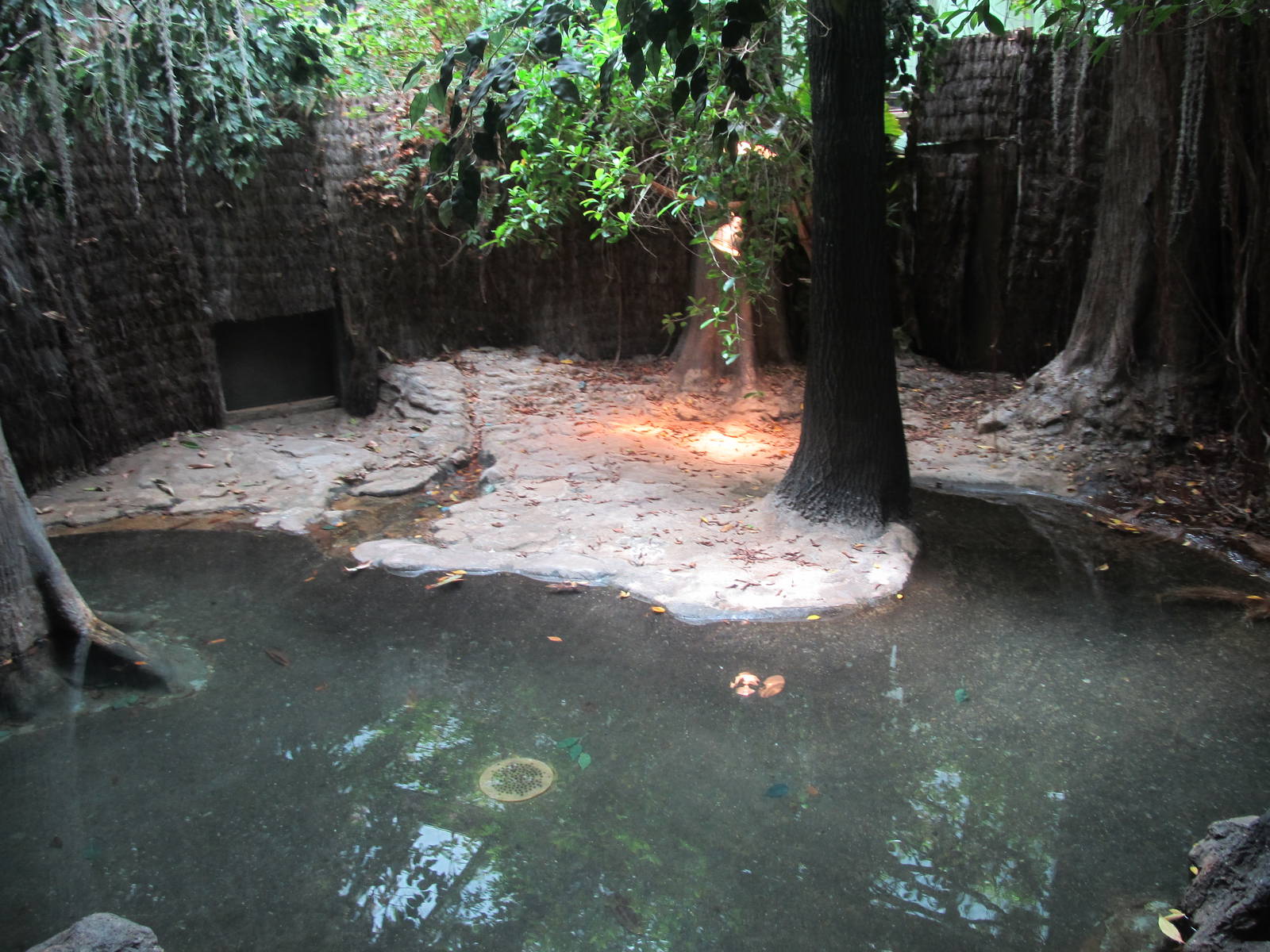 Bronx Zoo- False Gharial Exhibit