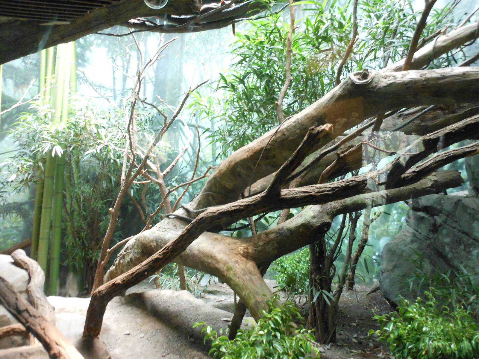 Bronx Zoo- Fossa Exhibit @ Madagascar!