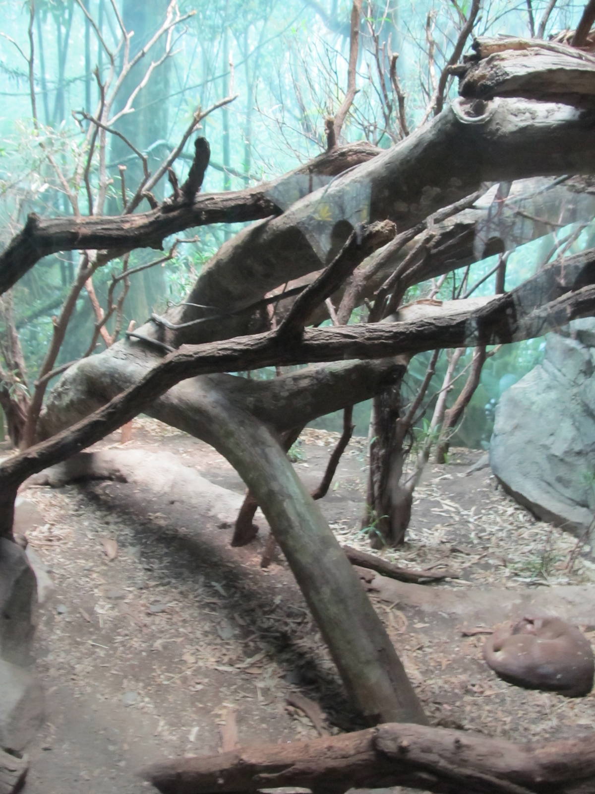 Bronx Zoo- Fossa Exhibit