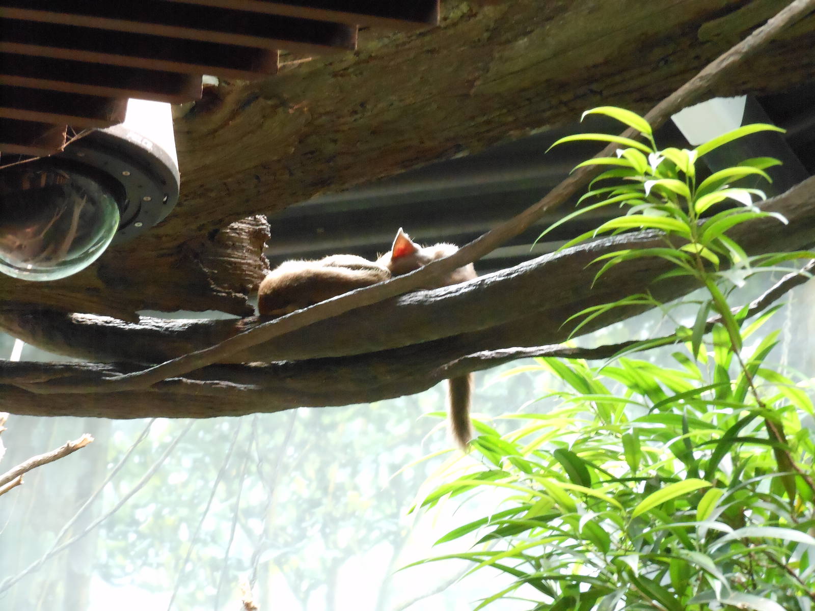 Bronx Zoo- Fossa Sleeping @ Madagascar!