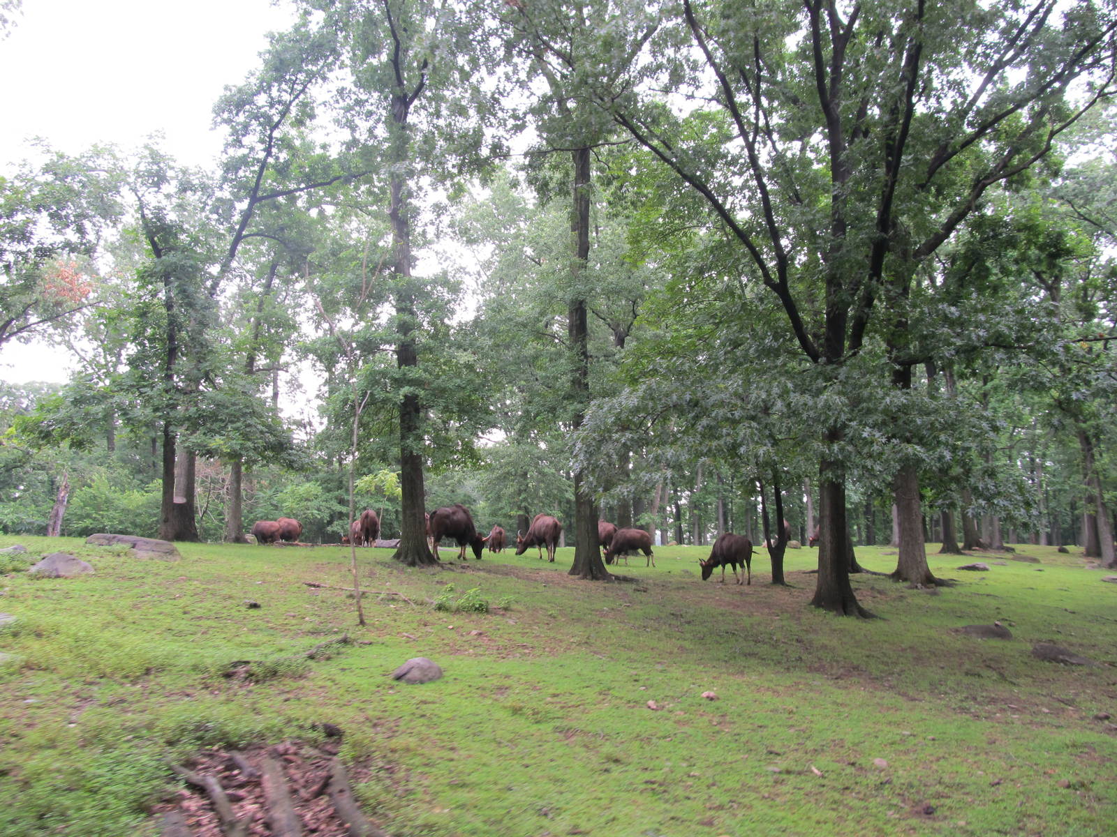 Bronx Zoo- Gaur/ Brow Antlered Deer Exhibit
