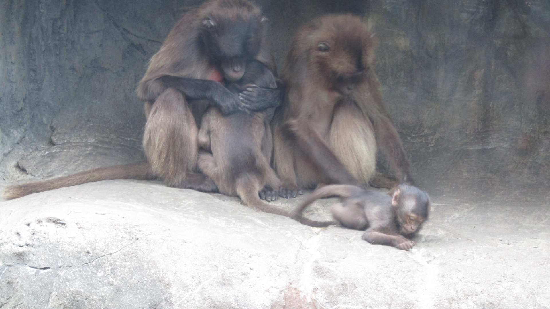 Bronx Zoo Gelada Baboons