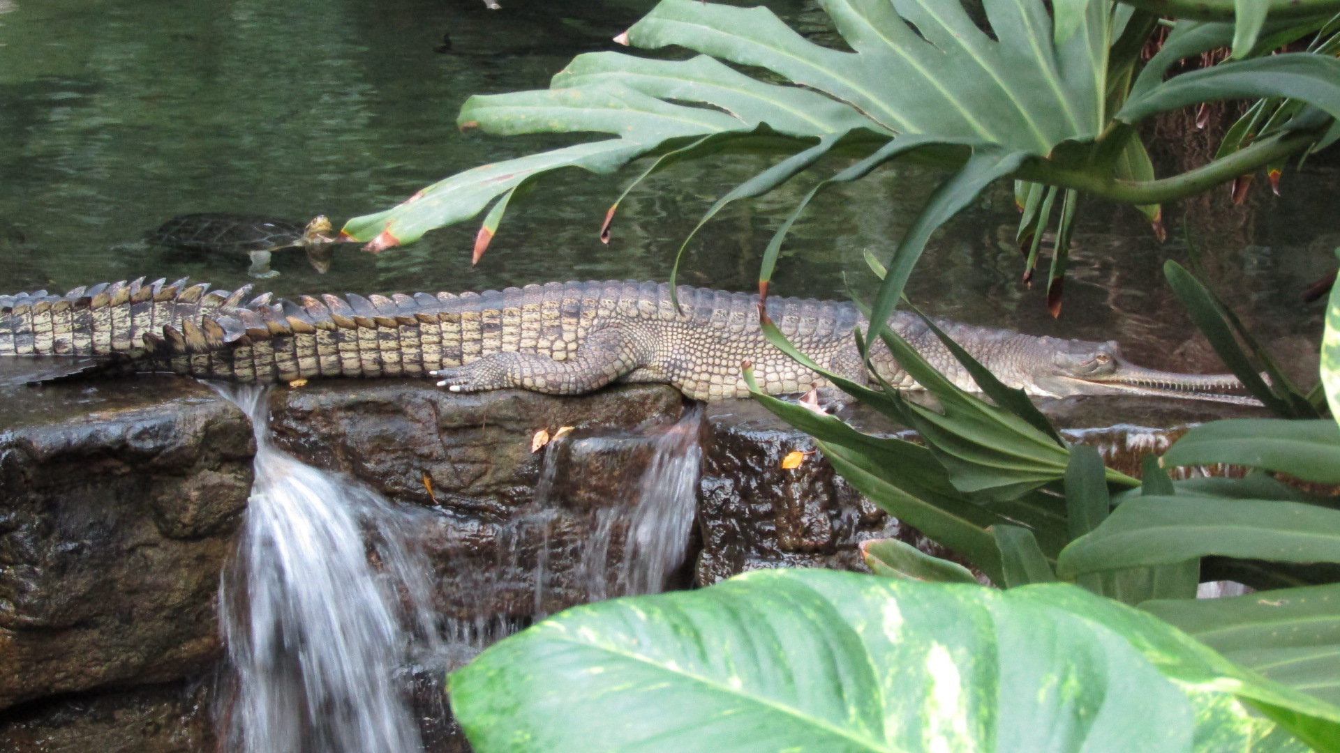 Bronx Zoo Gharial
