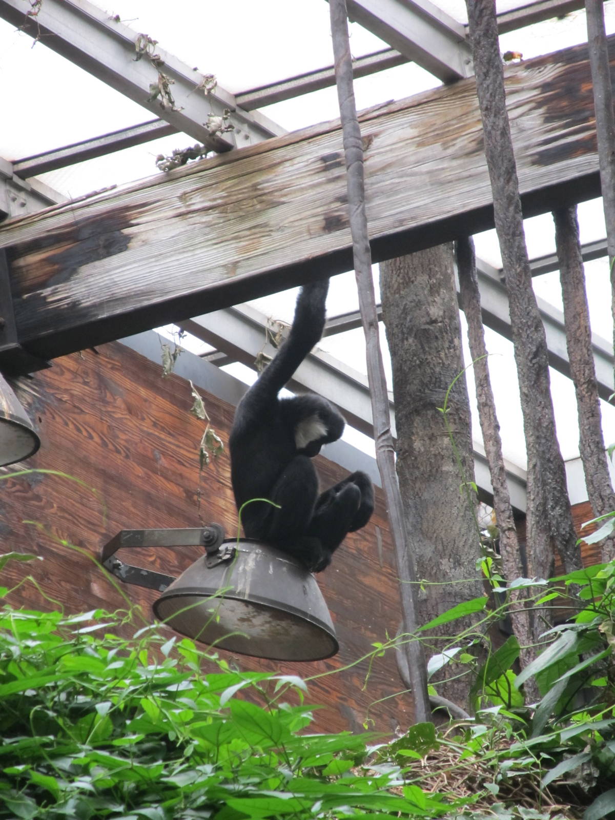 Bronx Zoo- Gibbon on a light