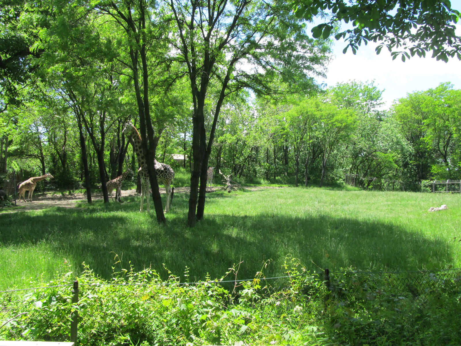 Bronx zoo- Giraffe Exhibit