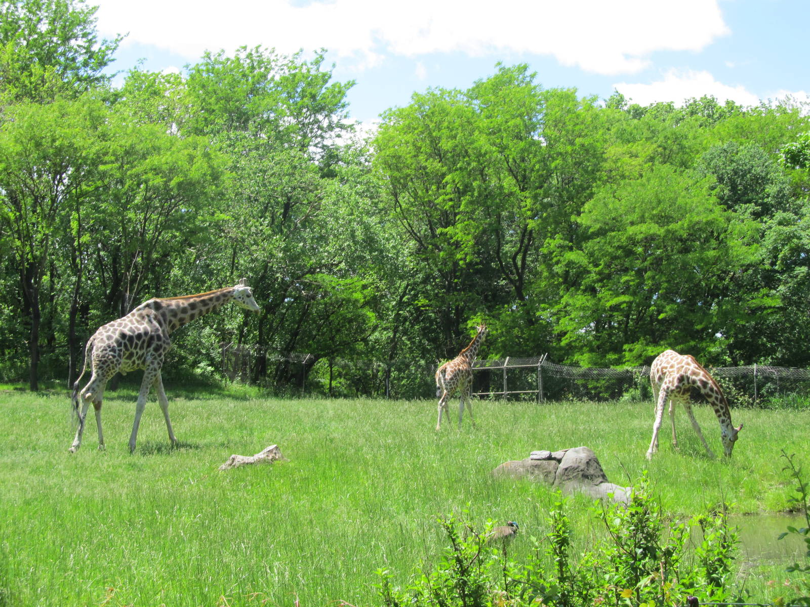 Bronx zoo- Giraffe Exhibit