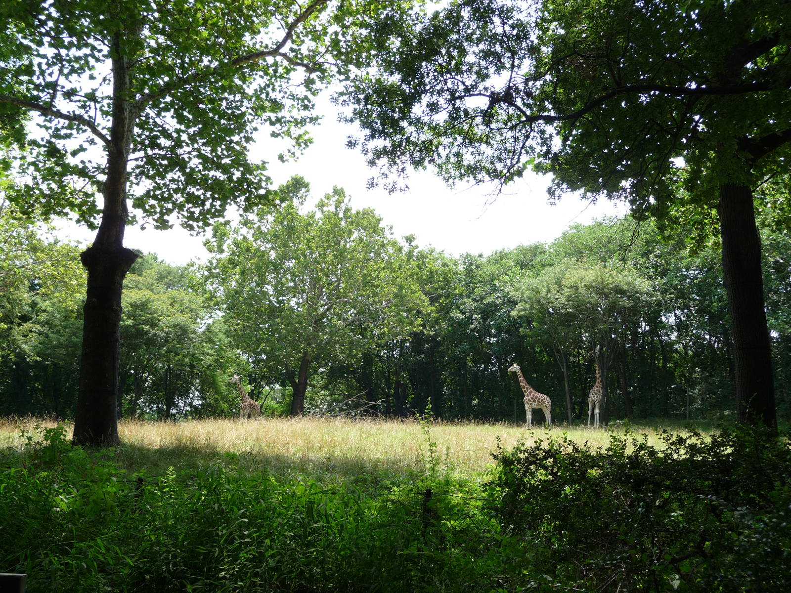 Bronx Zoo - Giraffe Paddock