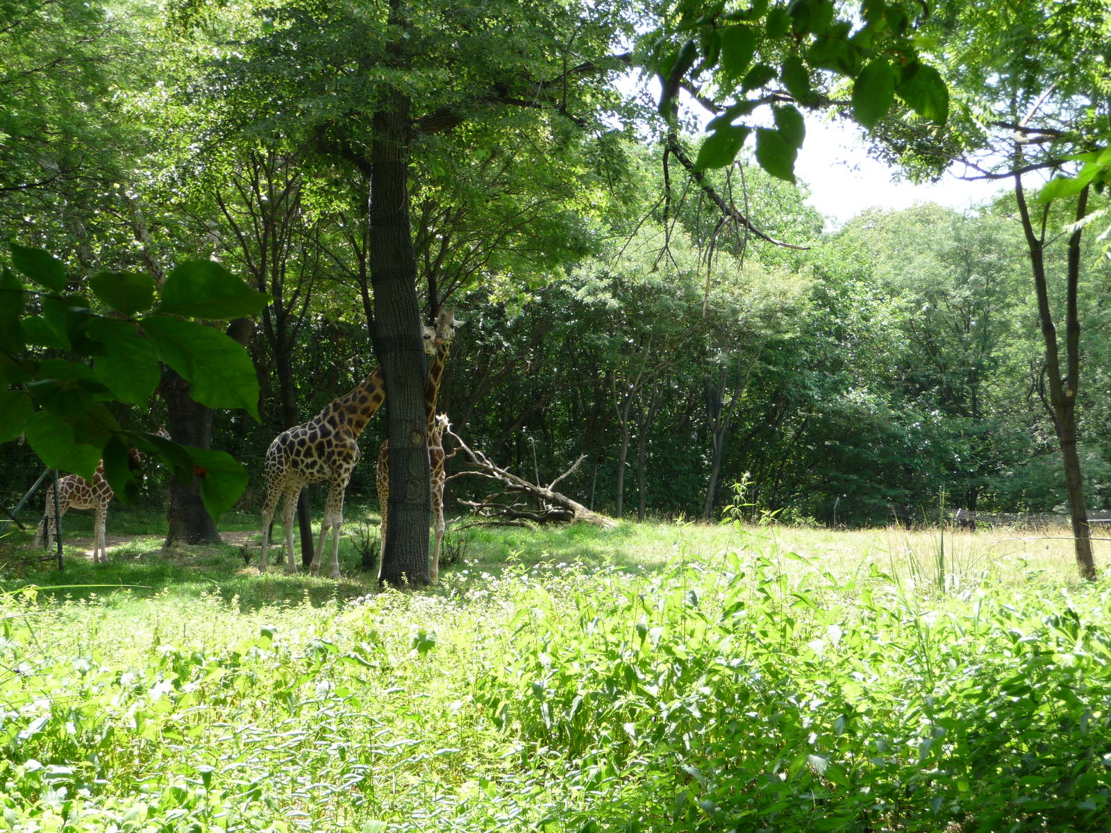 Bronx Zoo - Giraffes