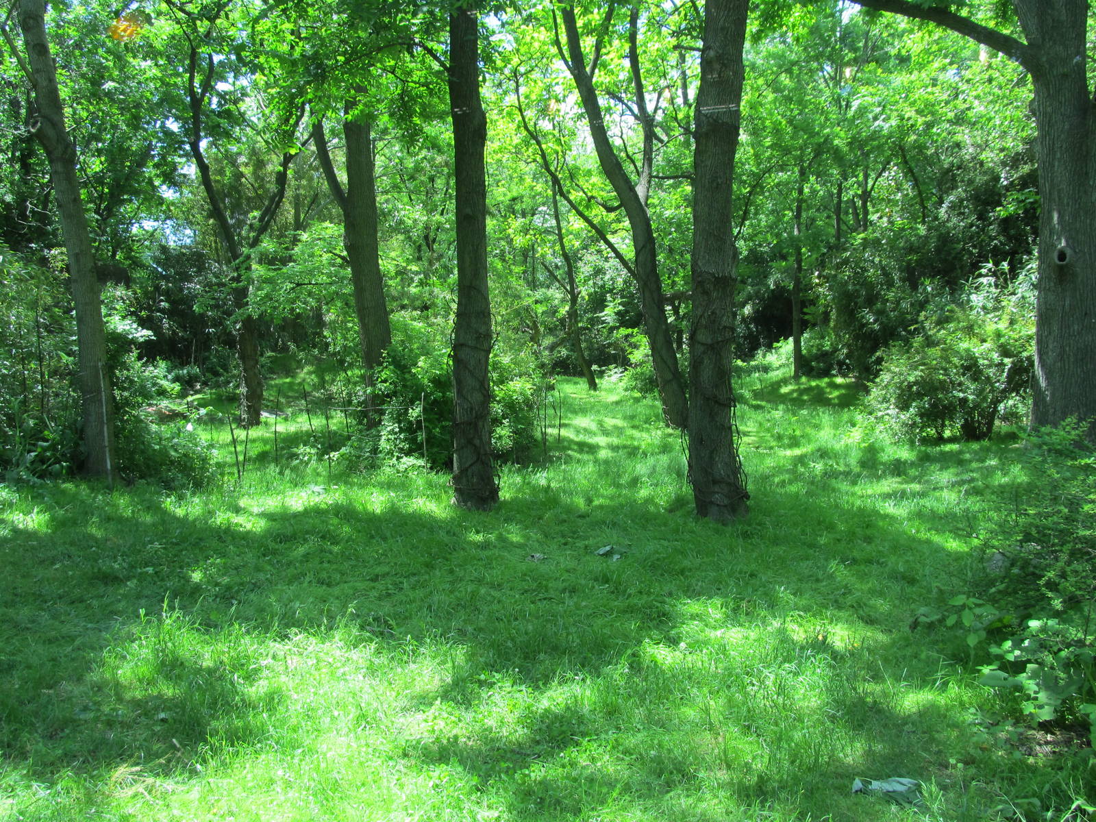 Bronx Zoo- Gorilla Exhibit