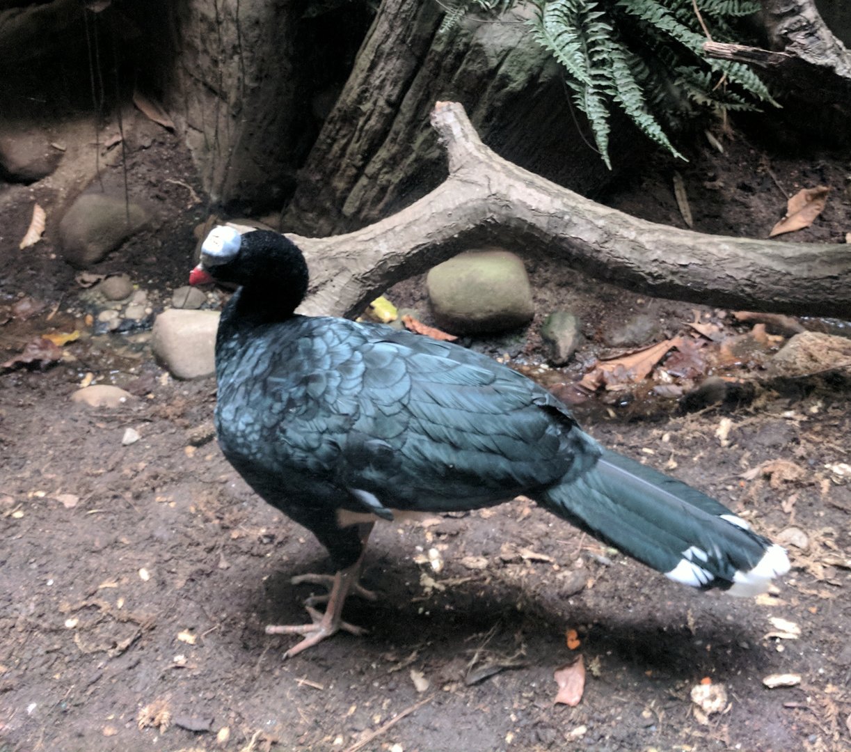 Bronx Zoo - Helmeted Curassow