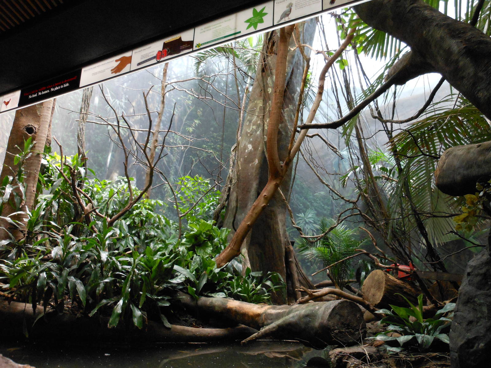 Bronx Zoo- Helmeted Currasow Exhibit @ World of Birds