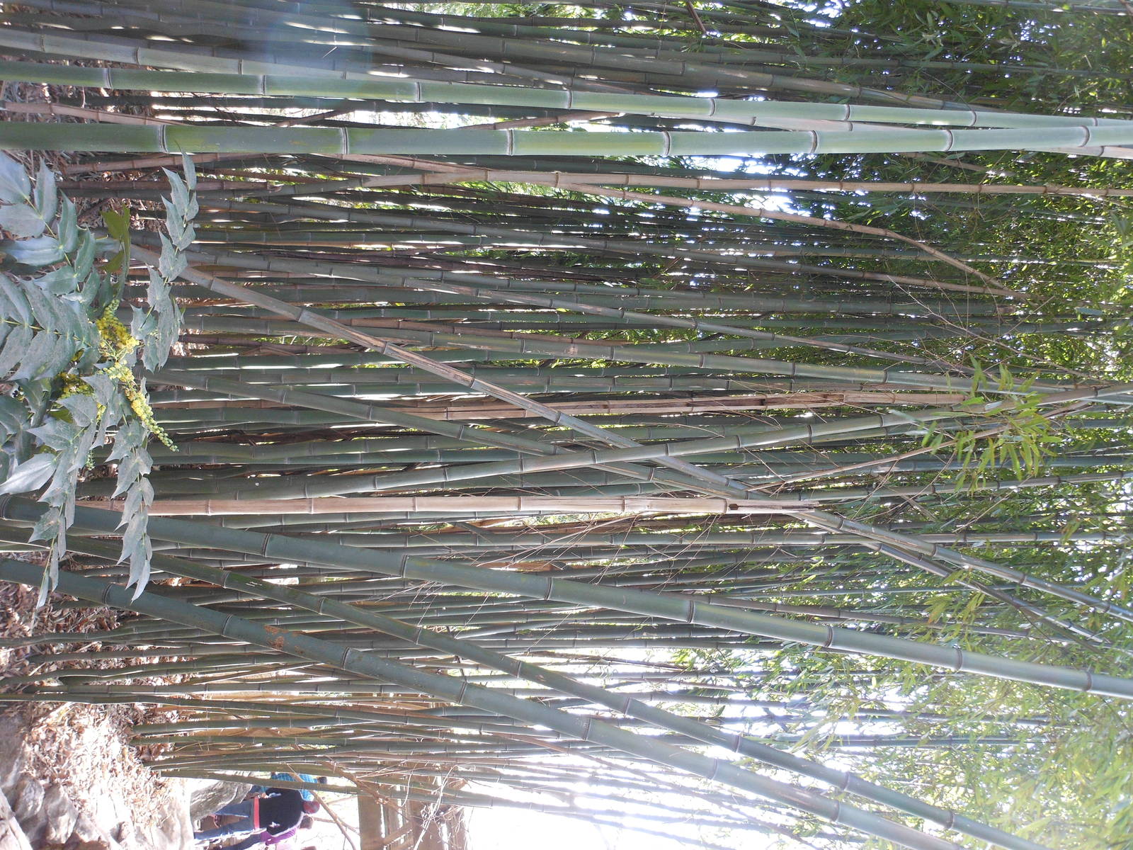 Bronx Zoo- Himalayan Highlands- Bamboo 2